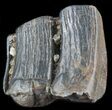 Pleistocene Aged Fossil Horse Tooth - Florida #50434-1